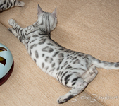 Bengal cat silber rosetted